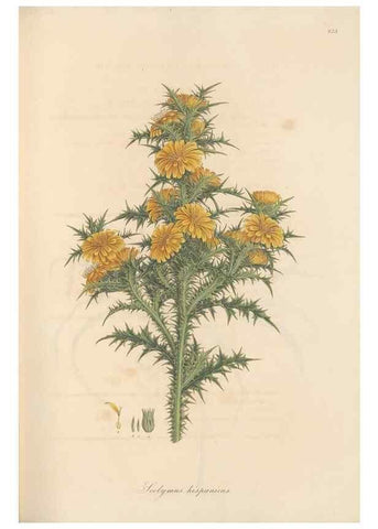 Reproducción/Reproduction 49580119762: Flora Graeca, sive, Plantarum rariorum historia, quas in provinciis aut insulis Graeciae /. Londini :Typis Richardi Taylor et socii, in Vico Shoe-Lane :MDCCCVI-MDCCCXL [1806-1840].. 