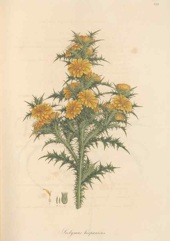 Reproducción/Reproduction 49580119762: Flora Graeca, sive, Plantarum rariorum historia, quas in provinciis aut insulis Graeciae /. Londini :Typis Richardi Taylor et socii, in Vico Shoe-Lane :MDCCCVI-MDCCCXL [1806-1840].. 
