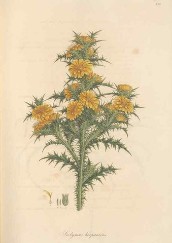 Reproducción/Reproduction 49580119762: Flora Graeca, sive, Plantarum rariorum historia, quas in provinciis aut insulis Graeciae /. Londini :Typis Richardi Taylor et socii, in Vico Shoe-Lane :MDCCCVI-MDCCCXL [1806-1840].. 