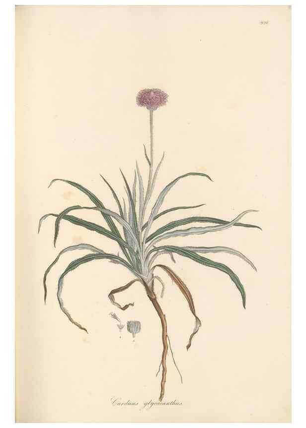 Reproducción/Reproduction 49580120052: Flora Graeca, sive, Plantarum rariorum historia, quas in provinciis aut insulis Graeciae /. Londini :Typis Richardi Taylor et socii, in Vico Shoe-Lane :MDCCCVI-MDCCCXL [1806-1840].. 