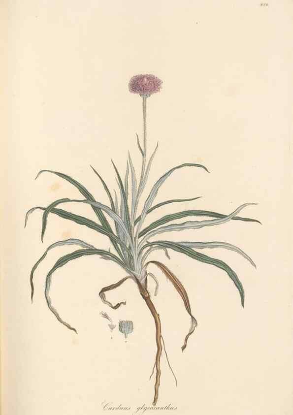 Reproducción/Reproduction 49580120052: Flora Graeca, sive, Plantarum rariorum historia, quas in provinciis aut insulis Graeciae /. Londini :Typis Richardi Taylor et socii, in Vico Shoe-Lane :MDCCCVI-MDCCCXL [1806-1840].. 