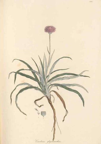 Reproducción/Reproduction 49580120052: Flora Graeca, sive, Plantarum rariorum historia, quas in provinciis aut insulis Graeciae /. Londini :Typis Richardi Taylor et socii, in Vico Shoe-Lane :MDCCCVI-MDCCCXL [1806-1840].. 