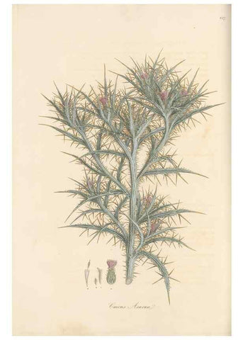 Reproducción/Reproduction 49579391213: Flora Graeca, sive, Plantarum rariorum historia, quas in provinciis aut insulis Graeciae /. Londini :Typis Richardi Taylor et socii, in Vico Shoe-Lane :MDCCCVI-MDCCCXL [1806-1840].. 