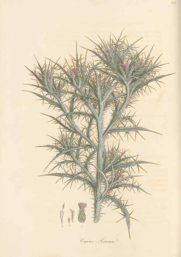 Reproducción/Reproduction 49579391213: Flora Graeca, sive, Plantarum rariorum historia, quas in provinciis aut insulis Graeciae /. Londini :Typis Richardi Taylor et socii, in Vico Shoe-Lane :MDCCCVI-MDCCCXL [1806-1840].. 