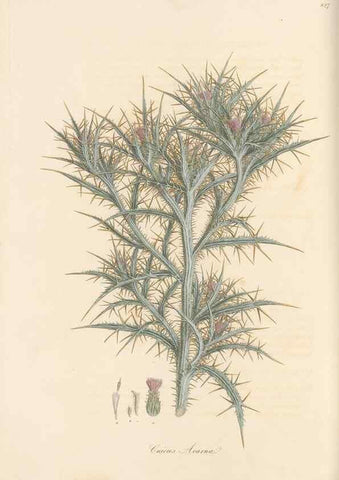 Reproducción/Reproduction 49579391213: Flora Graeca, sive, Plantarum rariorum historia, quas in provinciis aut insulis Graeciae /. Londini :Typis Richardi Taylor et socii, in Vico Shoe-Lane :MDCCCVI-MDCCCXL [1806-1840].. 