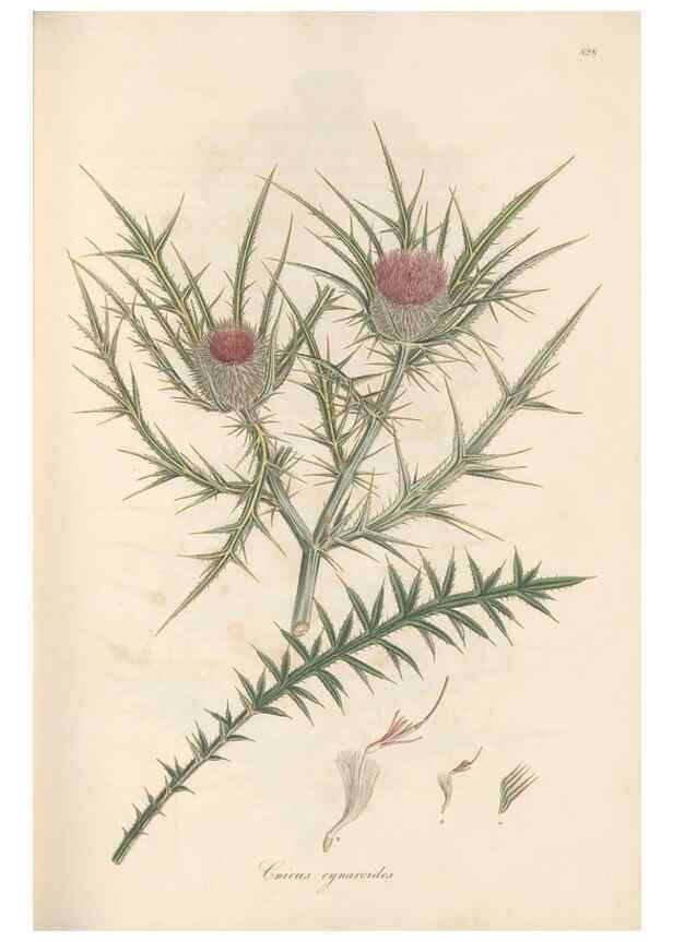 Reproducción/Reproduction 49579894251: Flora Graeca, sive, Plantarum rariorum historia, quas in provinciis aut insulis Graeciae /. Londini :Typis Richardi Taylor et socii, in Vico Shoe-Lane :MDCCCVI-MDCCCXL [1806-1840].. 