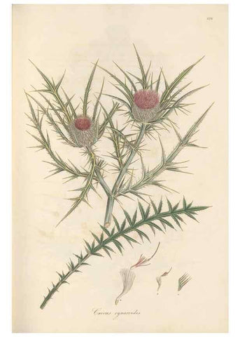 Reproducción/Reproduction 49579894251: Flora Graeca, sive, Plantarum rariorum historia, quas in provinciis aut insulis Graeciae /. Londini :Typis Richardi Taylor et socii, in Vico Shoe-Lane :MDCCCVI-MDCCCXL [1806-1840].. 