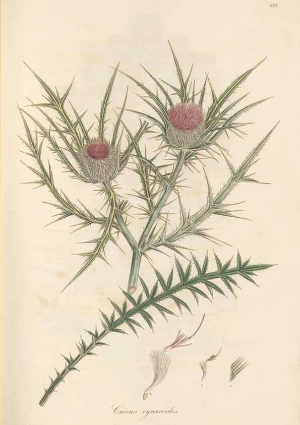 Reproducción/Reproduction 49579894251: Flora Graeca, sive, Plantarum rariorum historia, quas in provinciis aut insulis Graeciae /. Londini :Typis Richardi Taylor et socii, in Vico Shoe-Lane :MDCCCVI-MDCCCXL [1806-1840].. 
