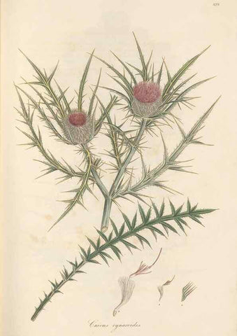 Reproducción/Reproduction 49579894251: Flora Graeca, sive, Plantarum rariorum historia, quas in provinciis aut insulis Graeciae /. Londini :Typis Richardi Taylor et socii, in Vico Shoe-Lane :MDCCCVI-MDCCCXL [1806-1840].. 