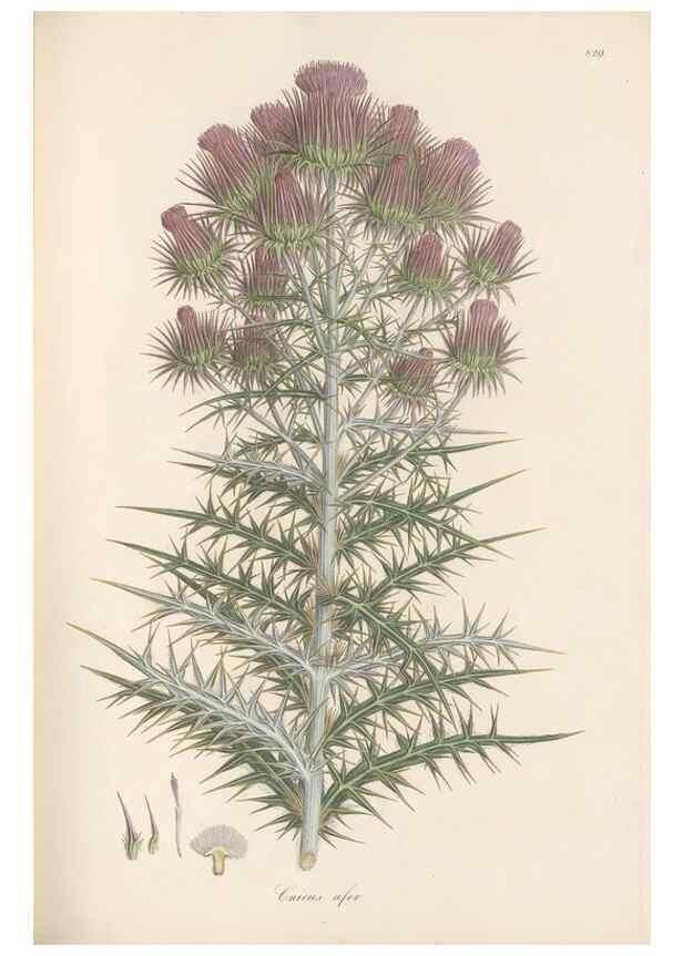 Reproducción/Reproduction 49579391973: Flora Graeca, sive, Plantarum rariorum historia, quas in provinciis aut insulis Graeciae /. Londini :Typis Richardi Taylor et socii, in Vico Shoe-Lane :MDCCCVI-MDCCCXL [1806-1840].. 