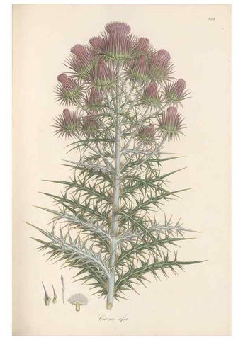 Reproducción/Reproduction 49579391973: Flora Graeca, sive, Plantarum rariorum historia, quas in provinciis aut insulis Graeciae /. Londini :Typis Richardi Taylor et socii, in Vico Shoe-Lane :MDCCCVI-MDCCCXL [1806-1840].. 