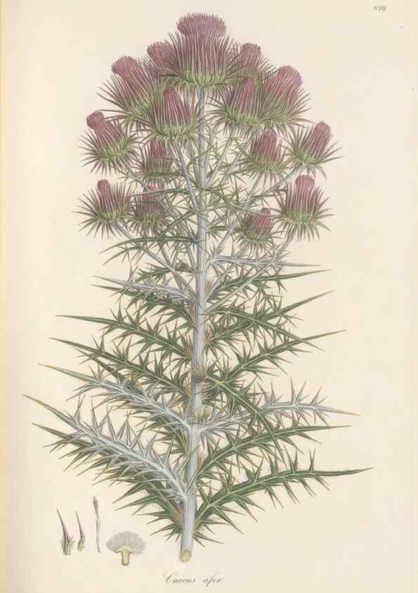 Reproducción/Reproduction 49579391973: Flora Graeca, sive, Plantarum rariorum historia, quas in provinciis aut insulis Graeciae /. Londini :Typis Richardi Taylor et socii, in Vico Shoe-Lane :MDCCCVI-MDCCCXL [1806-1840].. 