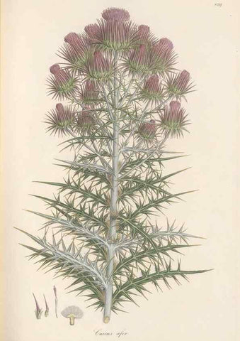 Reproducción/Reproduction 49579391973: Flora Graeca, sive, Plantarum rariorum historia, quas in provinciis aut insulis Graeciae /. Londini :Typis Richardi Taylor et socii, in Vico Shoe-Lane :MDCCCVI-MDCCCXL [1806-1840].. 