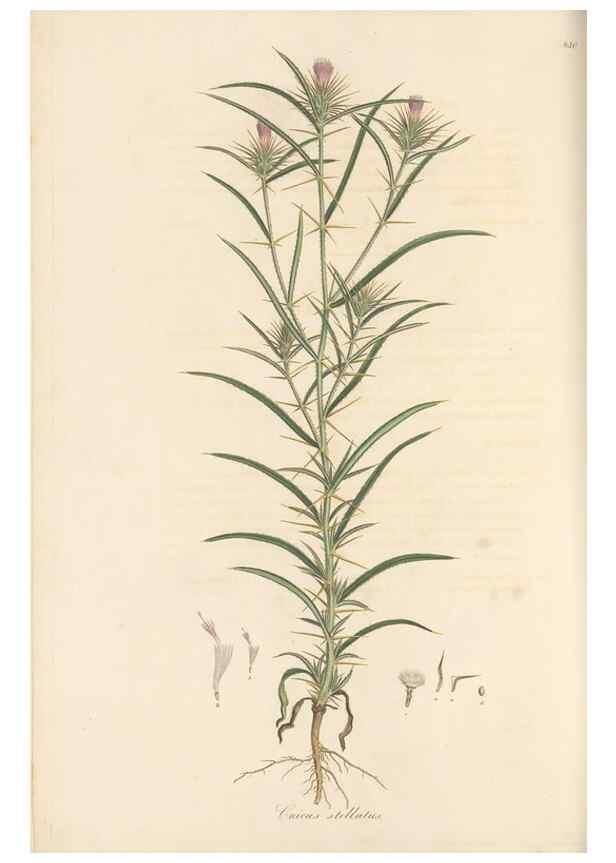 Reproducción/Reproduction 49580121612: Flora Graeca, sive, Plantarum rariorum historia, quas in provinciis aut insulis Graeciae /. Londini :Typis Richardi Taylor et socii, in Vico Shoe-Lane :MDCCCVI-MDCCCXL [1806-1840].. 