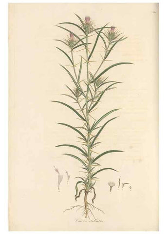 Reproducción/Reproduction 49580121612: Flora Graeca, sive, Plantarum rariorum historia, quas in provinciis aut insulis Graeciae /. Londini :Typis Richardi Taylor et socii, in Vico Shoe-Lane :MDCCCVI-MDCCCXL [1806-1840].. 