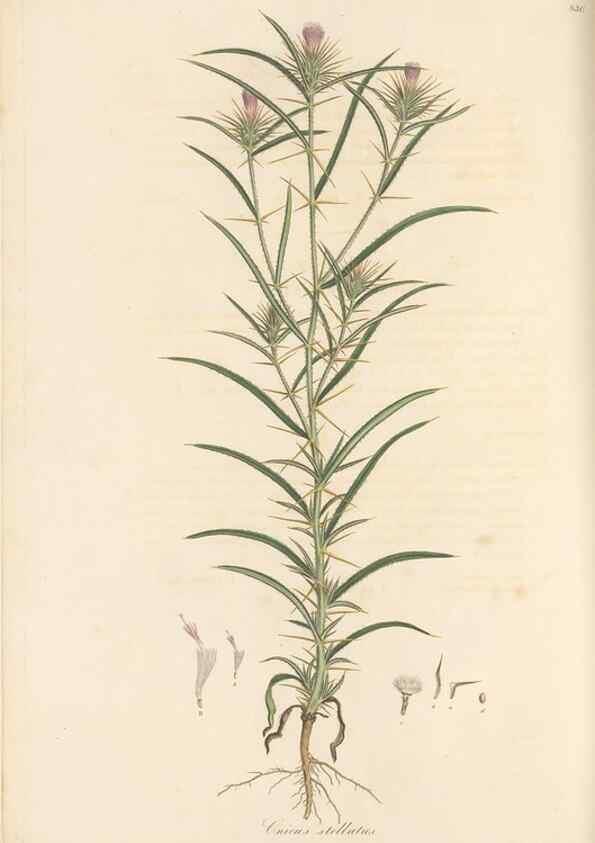 Reproducción/Reproduction 49580121612: Flora Graeca, sive, Plantarum rariorum historia, quas in provinciis aut insulis Graeciae /. Londini :Typis Richardi Taylor et socii, in Vico Shoe-Lane :MDCCCVI-MDCCCXL [1806-1840].. 