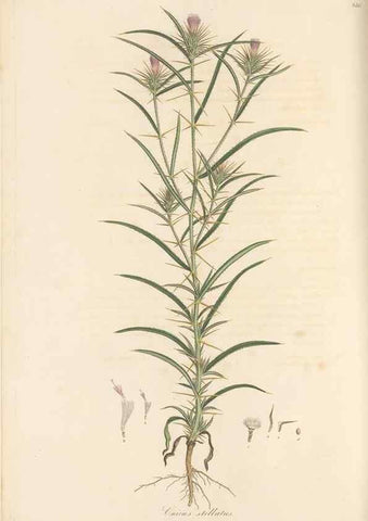 Reproducción/Reproduction 49580121612: Flora Graeca, sive, Plantarum rariorum historia, quas in provinciis aut insulis Graeciae /. Londini :Typis Richardi Taylor et socii, in Vico Shoe-Lane :MDCCCVI-MDCCCXL [1806-1840].. 