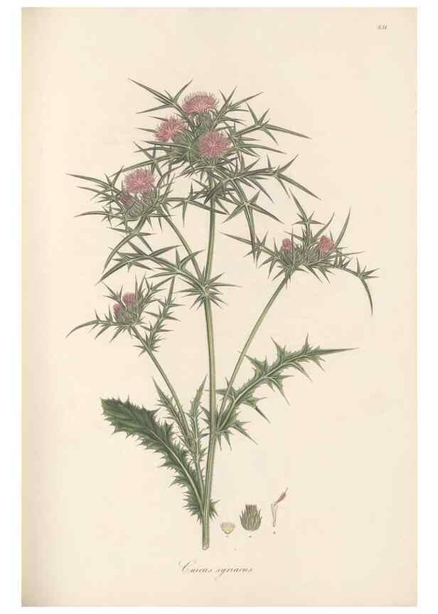 Reproducción/Reproduction 49580121967: Flora Graeca, sive, Plantarum rariorum historia, quas in provinciis aut insulis Graeciae /. Londini :Typis Richardi Taylor et socii, in Vico Shoe-Lane :MDCCCVI-MDCCCXL [1806-1840].. 