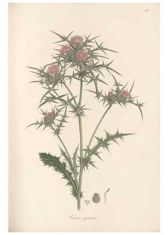 Reproducción/Reproduction 49580121967: Flora Graeca, sive, Plantarum rariorum historia, quas in provinciis aut insulis Graeciae /. Londini :Typis Richardi Taylor et socii, in Vico Shoe-Lane :MDCCCVI-MDCCCXL [1806-1840].. 