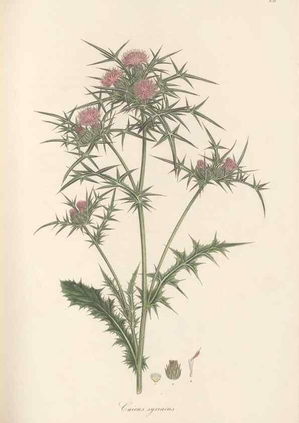 Reproducción/Reproduction 49580121967: Flora Graeca, sive, Plantarum rariorum historia, quas in provinciis aut insulis Graeciae /. Londini :Typis Richardi Taylor et socii, in Vico Shoe-Lane :MDCCCVI-MDCCCXL [1806-1840].. 