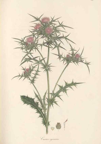 Reproducción/Reproduction 49580121967: Flora Graeca, sive, Plantarum rariorum historia, quas in provinciis aut insulis Graeciae /. Londini :Typis Richardi Taylor et socii, in Vico Shoe-Lane :MDCCCVI-MDCCCXL [1806-1840].. 