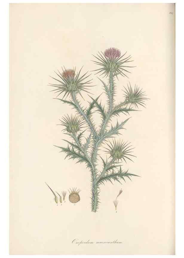 Reproducción/Reproduction 49579393068: Flora Graeca, sive, Plantarum rariorum historia, quas in provinciis aut insulis Graeciae /. Londini :Typis Richardi Taylor et socii, in Vico Shoe-Lane :MDCCCVI-MDCCCXL [1806-1840].. 