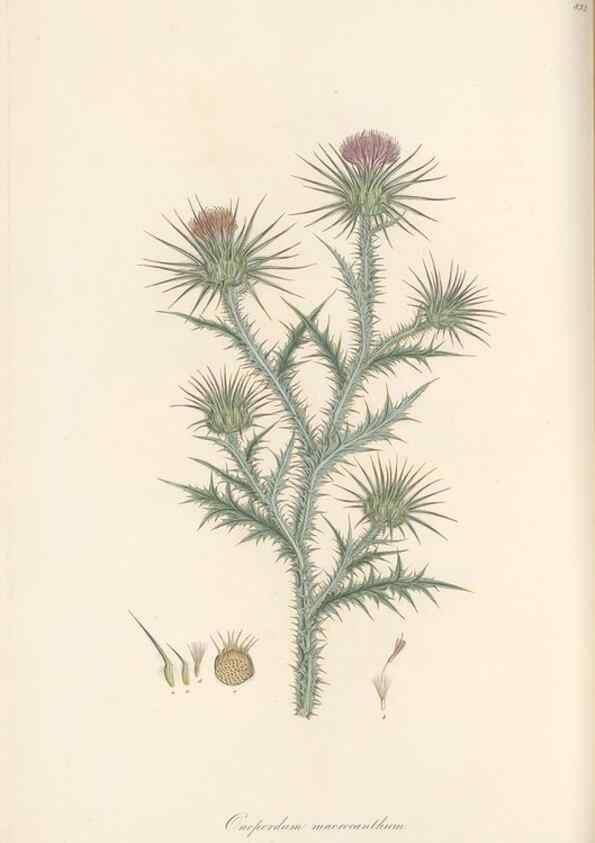 Reproducción/Reproduction 49579393068: Flora Graeca, sive, Plantarum rariorum historia, quas in provinciis aut insulis Graeciae /. Londini :Typis Richardi Taylor et socii, in Vico Shoe-Lane :MDCCCVI-MDCCCXL [1806-1840].. 