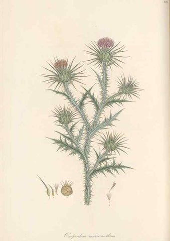 Reproducción/Reproduction 49579393068: Flora Graeca, sive, Plantarum rariorum historia, quas in provinciis aut insulis Graeciae /. Londini :Typis Richardi Taylor et socii, in Vico Shoe-Lane :MDCCCVI-MDCCCXL [1806-1840].. 
