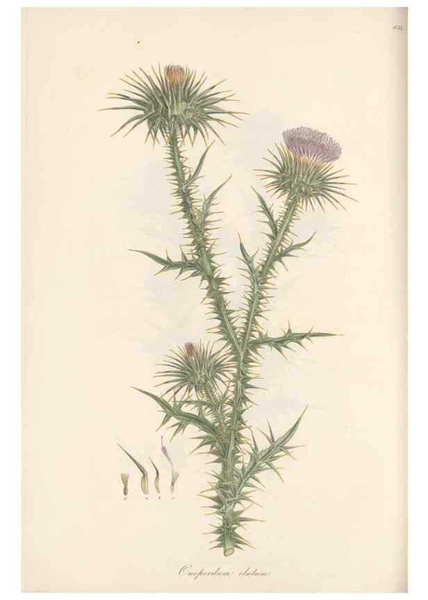 Reproducción/Reproduction 49580122617: Flora Graeca, sive, Plantarum rariorum historia, quas in provinciis aut insulis Graeciae /. Londini :Typis Richardi Taylor et socii, in Vico Shoe-Lane :MDCCCVI-MDCCCXL [1806-1840].. 