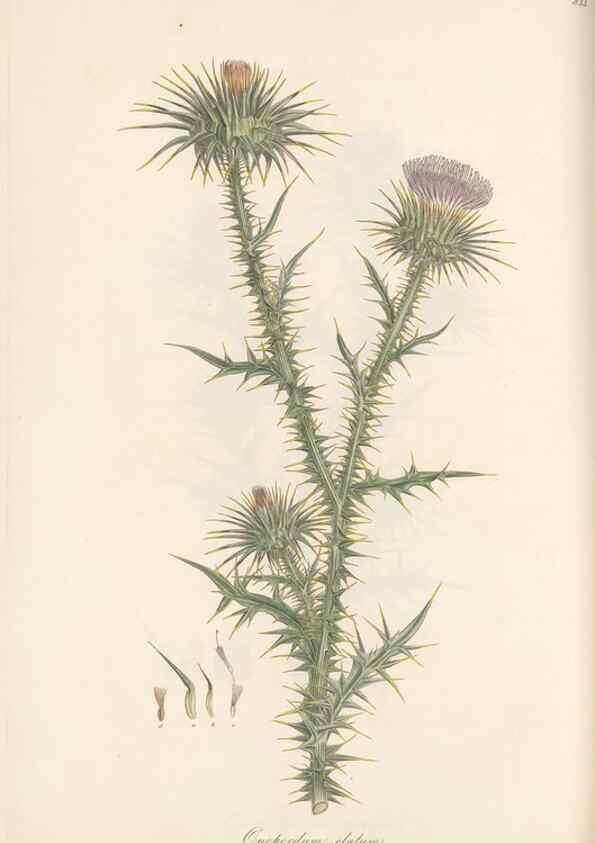 Reproducción/Reproduction 49580122617: Flora Graeca, sive, Plantarum rariorum historia, quas in provinciis aut insulis Graeciae /. Londini :Typis Richardi Taylor et socii, in Vico Shoe-Lane :MDCCCVI-MDCCCXL [1806-1840].. 