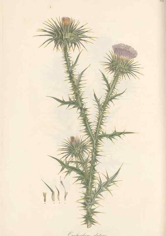 Reproducción/Reproduction 49580122617: Flora Graeca, sive, Plantarum rariorum historia, quas in provinciis aut insulis Graeciae /. Londini :Typis Richardi Taylor et socii, in Vico Shoe-Lane :MDCCCVI-MDCCCXL [1806-1840].. 