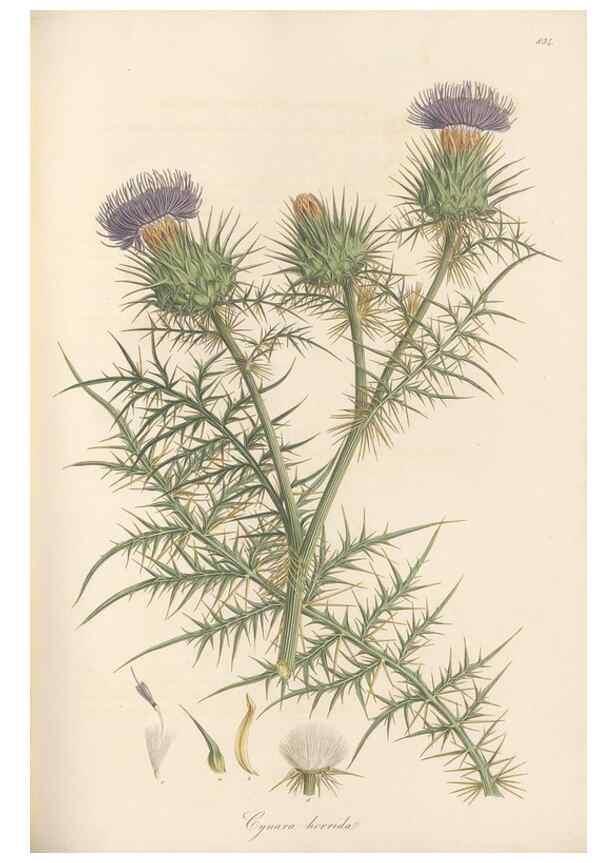 Reproducción/Reproduction 49580122942: Flora Graeca, sive, Plantarum rariorum historia, quas in provinciis aut insulis Graeciae /. Londini :Typis Richardi Taylor et socii, in Vico Shoe-Lane :MDCCCVI-MDCCCXL [1806-1840].. 