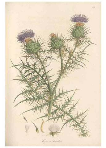 Reproducción/Reproduction 49580122942: Flora Graeca, sive, Plantarum rariorum historia, quas in provinciis aut insulis Graeciae /. Londini :Typis Richardi Taylor et socii, in Vico Shoe-Lane :MDCCCVI-MDCCCXL [1806-1840].. 