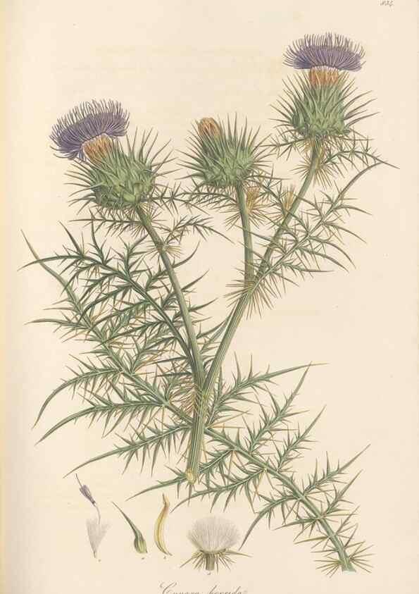 Reproducción/Reproduction 49580122942: Flora Graeca, sive, Plantarum rariorum historia, quas in provinciis aut insulis Graeciae /. Londini :Typis Richardi Taylor et socii, in Vico Shoe-Lane :MDCCCVI-MDCCCXL [1806-1840].. 