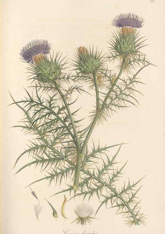 Reproducción/Reproduction 49580122942: Flora Graeca, sive, Plantarum rariorum historia, quas in provinciis aut insulis Graeciae /. Londini :Typis Richardi Taylor et socii, in Vico Shoe-Lane :MDCCCVI-MDCCCXL [1806-1840].. 
