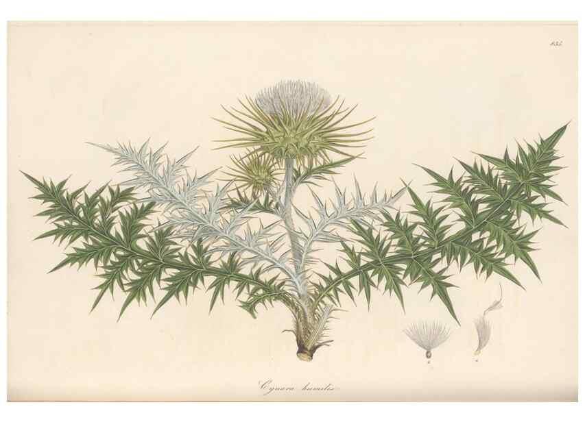 Reproducción/Reproduction 49580123287: Flora Graeca, sive, Plantarum rariorum historia, quas in provinciis aut insulis Graeciae /. Londini :Typis Richardi Taylor et socii, in Vico Shoe-Lane :MDCCCVI-MDCCCXL [1806-1840].. 