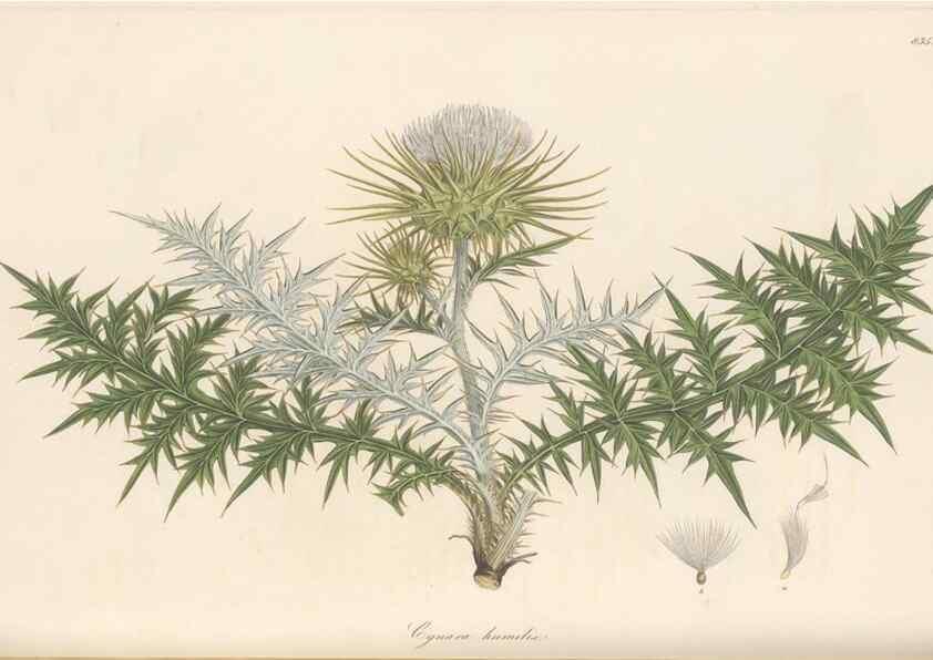 Reproducción/Reproduction 49580123287: Flora Graeca, sive, Plantarum rariorum historia, quas in provinciis aut insulis Graeciae /. Londini :Typis Richardi Taylor et socii, in Vico Shoe-Lane :MDCCCVI-MDCCCXL [1806-1840].. 
