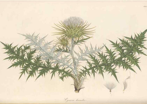 Reproducción/Reproduction 49580123287: Flora Graeca, sive, Plantarum rariorum historia, quas in provinciis aut insulis Graeciae /. Londini :Typis Richardi Taylor et socii, in Vico Shoe-Lane :MDCCCVI-MDCCCXL [1806-1840].. 