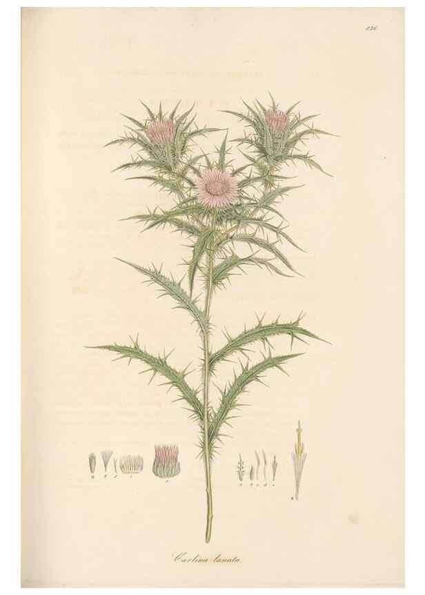 Reproducción/Reproduction 49579394408: Flora Graeca, sive, Plantarum rariorum historia, quas in provinciis aut insulis Graeciae /. Londini :Typis Richardi Taylor et socii, in Vico Shoe-Lane :MDCCCVI-MDCCCXL [1806-1840].. 