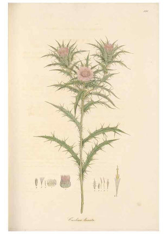Reproducción/Reproduction 49579394408: Flora Graeca, sive, Plantarum rariorum historia, quas in provinciis aut insulis Graeciae /. Londini :Typis Richardi Taylor et socii, in Vico Shoe-Lane :MDCCCVI-MDCCCXL [1806-1840].. 