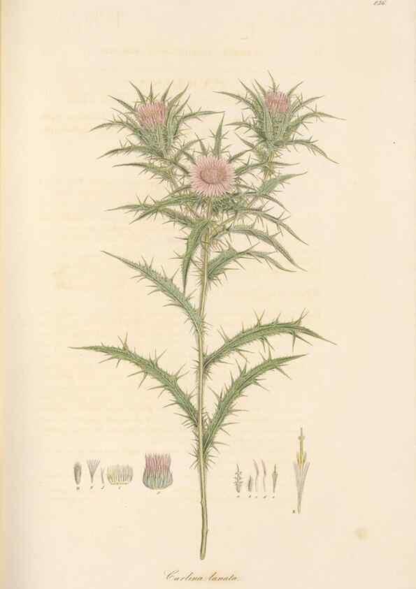 Reproducción/Reproduction 49579394408: Flora Graeca, sive, Plantarum rariorum historia, quas in provinciis aut insulis Graeciae /. Londini :Typis Richardi Taylor et socii, in Vico Shoe-Lane :MDCCCVI-MDCCCXL [1806-1840].. 