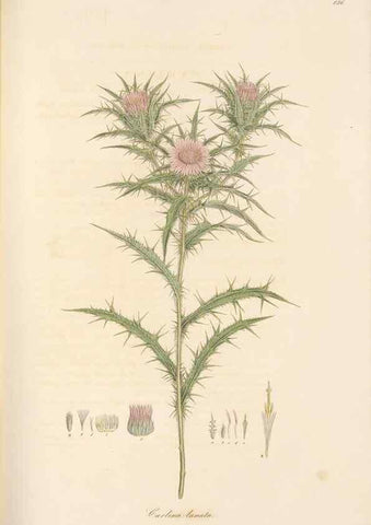 Reproducción/Reproduction 49579394408: Flora Graeca, sive, Plantarum rariorum historia, quas in provinciis aut insulis Graeciae /. Londini :Typis Richardi Taylor et socii, in Vico Shoe-Lane :MDCCCVI-MDCCCXL [1806-1840].. 