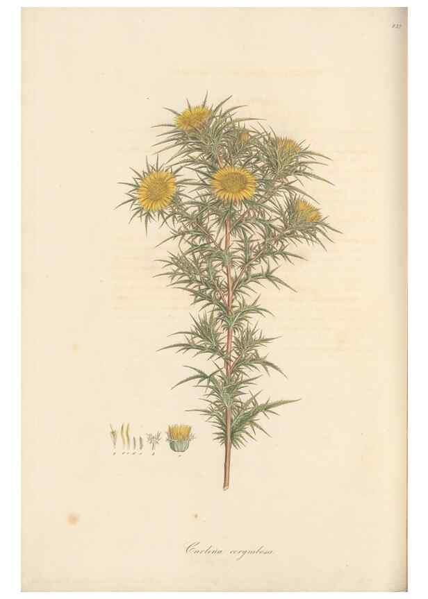 Reproducción/Reproduction 49579897201: Flora Graeca, sive, Plantarum rariorum historia, quas in provinciis aut insulis Graeciae /. Londini :Typis Richardi Taylor et socii, in Vico Shoe-Lane :MDCCCVI-MDCCCXL [1806-1840].. 