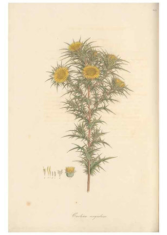 Reproducción/Reproduction 49579897201: Flora Graeca, sive, Plantarum rariorum historia, quas in provinciis aut insulis Graeciae /. Londini :Typis Richardi Taylor et socii, in Vico Shoe-Lane :MDCCCVI-MDCCCXL [1806-1840].. 
