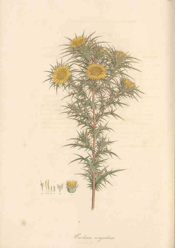 Reproducción/Reproduction 49579897201: Flora Graeca, sive, Plantarum rariorum historia, quas in provinciis aut insulis Graeciae /. Londini :Typis Richardi Taylor et socii, in Vico Shoe-Lane :MDCCCVI-MDCCCXL [1806-1840].. 
