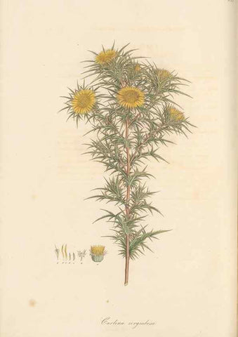 Reproducción/Reproduction 49579897201: Flora Graeca, sive, Plantarum rariorum historia, quas in provinciis aut insulis Graeciae /. Londini :Typis Richardi Taylor et socii, in Vico Shoe-Lane :MDCCCVI-MDCCCXL [1806-1840].. 