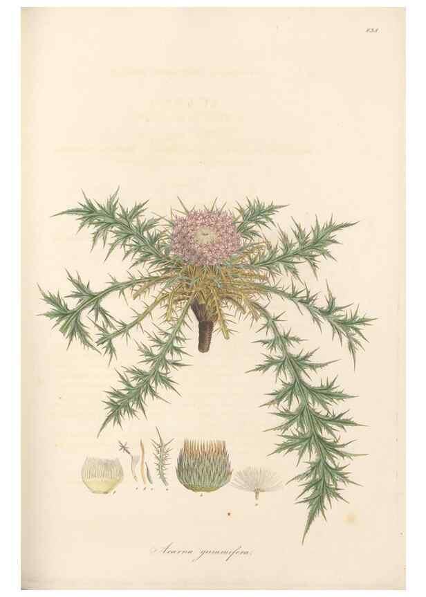 Reproducción/Reproduction 49580124207: Flora Graeca, sive, Plantarum rariorum historia, quas in provinciis aut insulis Graeciae /. Londini :Typis Richardi Taylor et socii, in Vico Shoe-Lane :MDCCCVI-MDCCCXL [1806-1840].. 