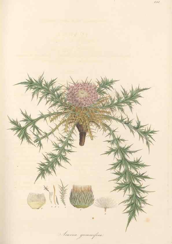 Reproducción/Reproduction 49580124207: Flora Graeca, sive, Plantarum rariorum historia, quas in provinciis aut insulis Graeciae /. Londini :Typis Richardi Taylor et socii, in Vico Shoe-Lane :MDCCCVI-MDCCCXL [1806-1840].. 
