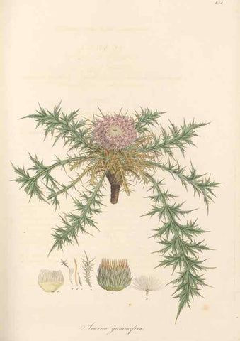 Reproducción/Reproduction 49580124207: Flora Graeca, sive, Plantarum rariorum historia, quas in provinciis aut insulis Graeciae /. Londini :Typis Richardi Taylor et socii, in Vico Shoe-Lane :MDCCCVI-MDCCCXL [1806-1840].. 
