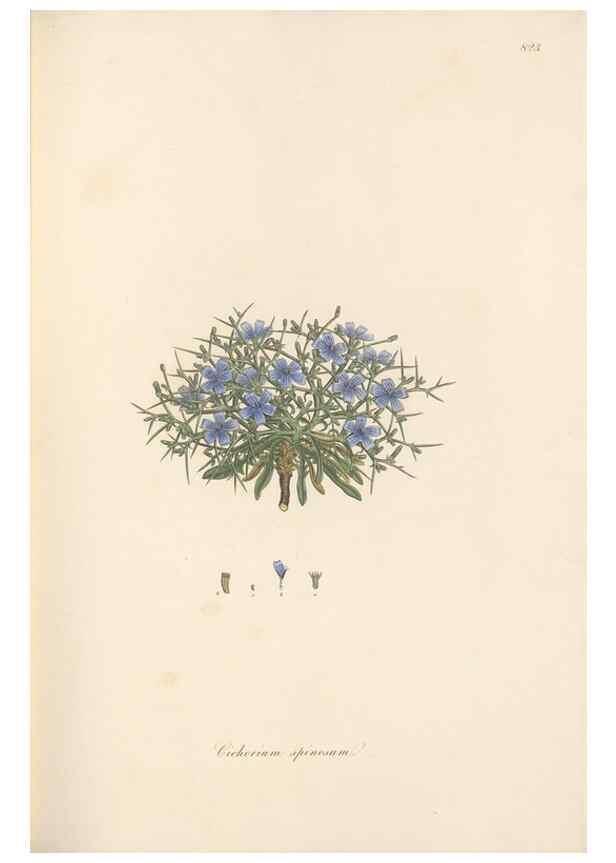 Reproducción/Reproduction 49579389703: Flora Graeca, sive, Plantarum rariorum historia, quas in provinciis aut insulis Graeciae /. Londini :Typis Richardi Taylor et socii, in Vico Shoe-Lane :MDCCCVI-MDCCCXL [1806-1840].. 
